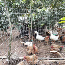 Mesh métallique soudée en acier galvanisé pour cages de poulet